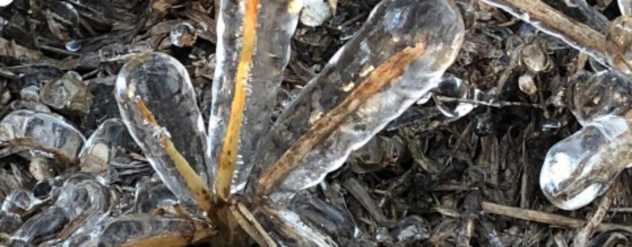Photo of of ice over grass by Jackson G.
